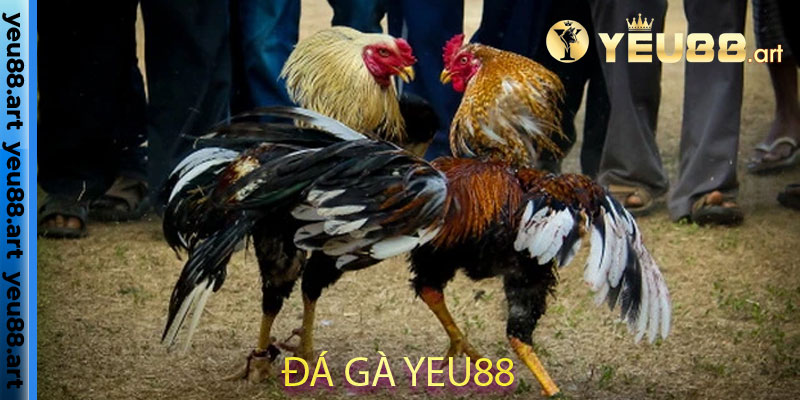 đá gà yeu88